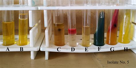 biochemical analysis of bacteria